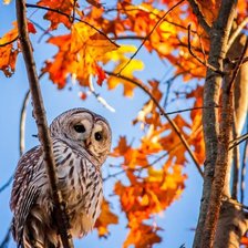 Схема вышивки «Сова осенью»