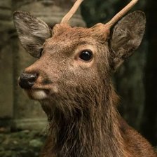 Схема вышивки «Природа»