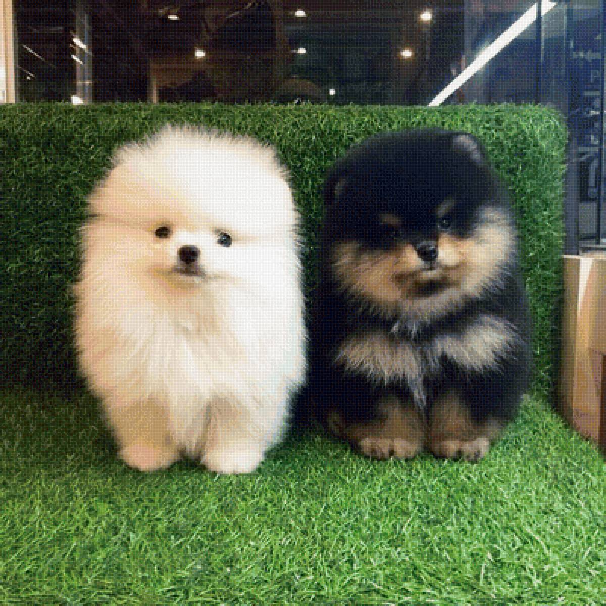 164 - предпросмотр