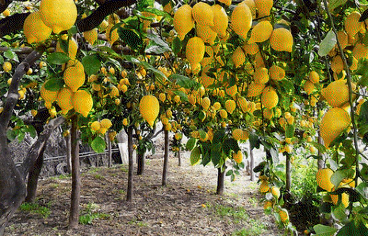 №1653883 - предпросмотр