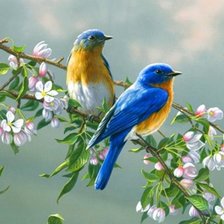 Схема вышивки «птицы»