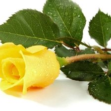 Схема вышивки «РОЗА»