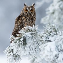 Схема вышивки «Сова»