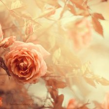 Схема вышивки «розы»