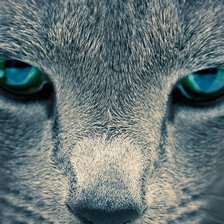 Схема вышивки «Кошка»