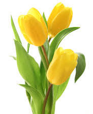 Схема вышивки «Желтые тюльпаны»