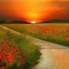 Схема вышивки «маковый закат»