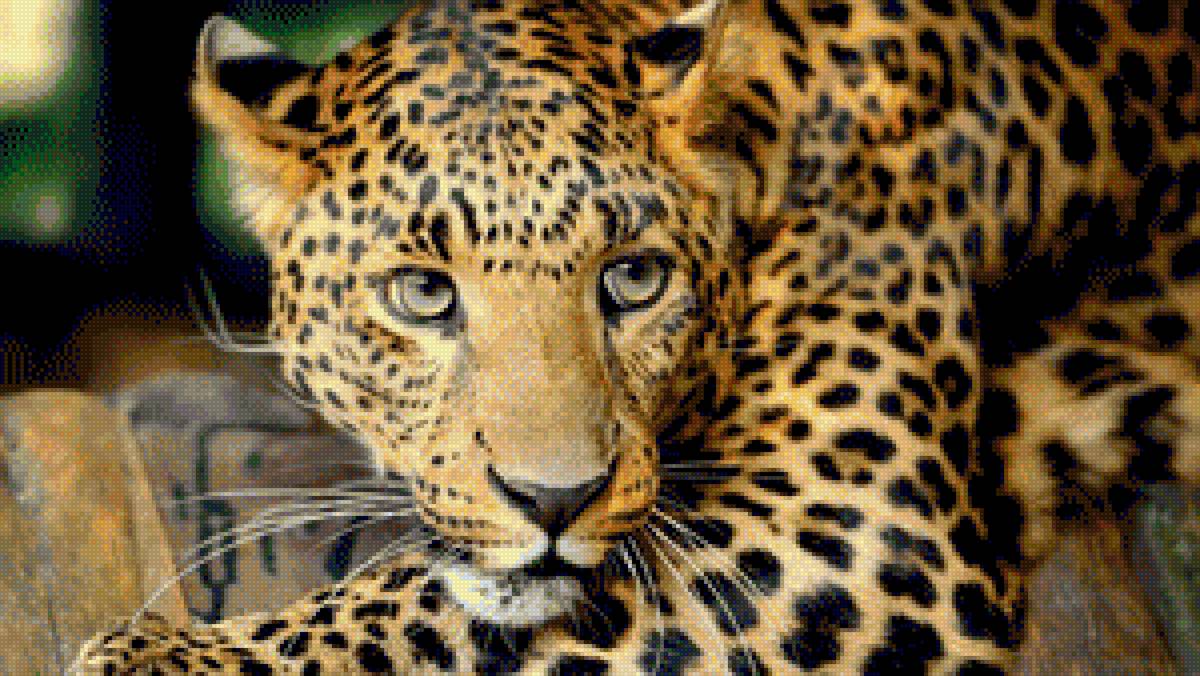 "Леопард" - крупно, леопард лежащий - предпросмотр