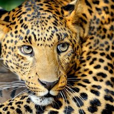 Схема вышивки «"Леопард"»