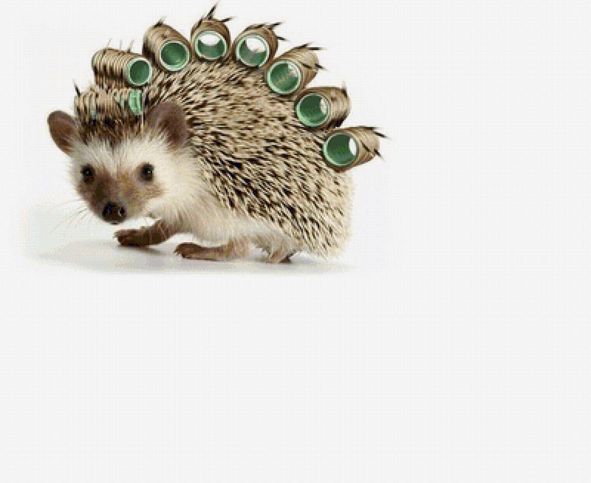 №1655608 - предпросмотр