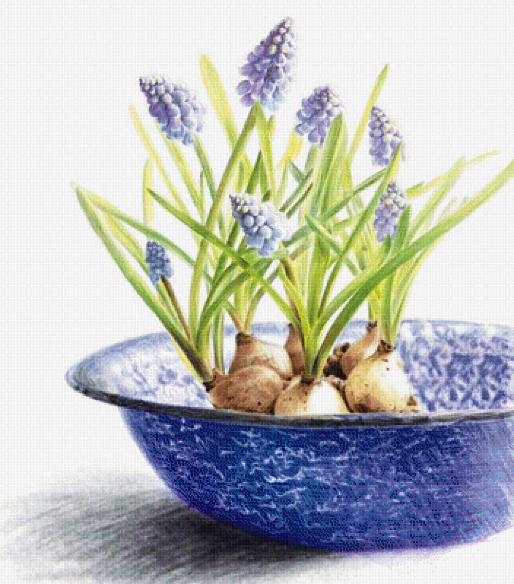 Мускарики - схемы, цветы - предпросмотр