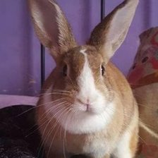 Схема вышивки «Sandra g3»