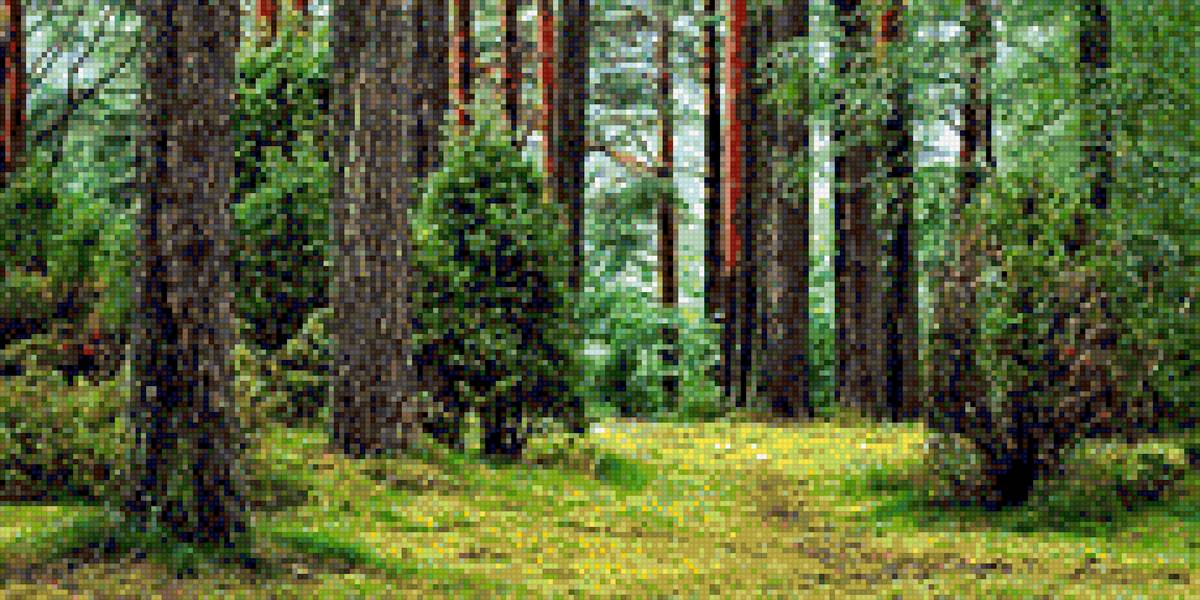 лес - лес - предпросмотр