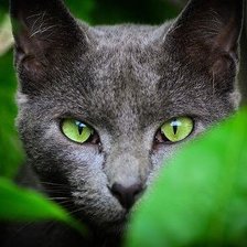 Схема вышивки «171»