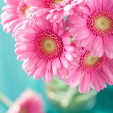 Схема вышивки «Герберы»