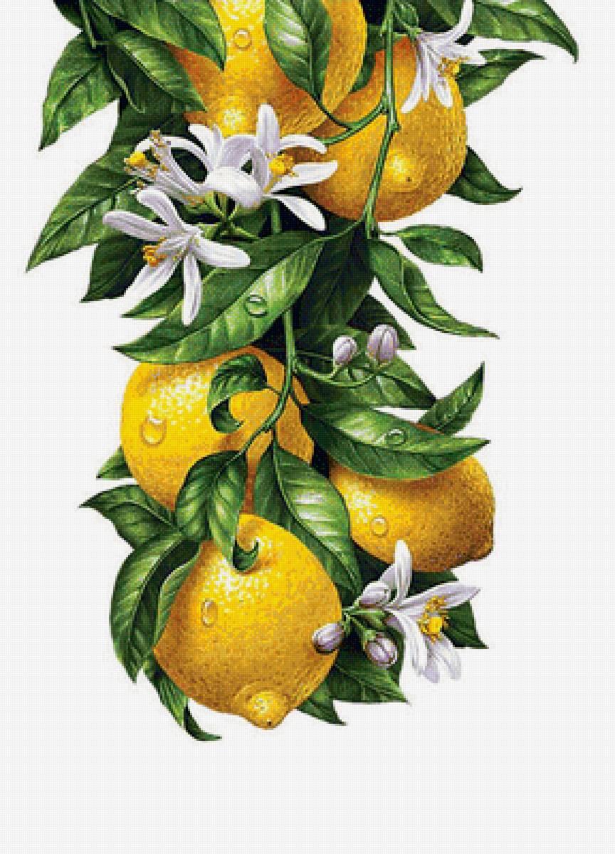 Лимоны панелька2 - предпросмотр