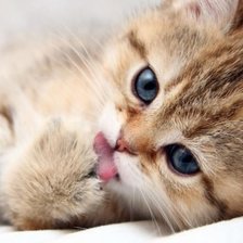 Схема вышивки «котёнок»