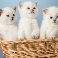 Схема вышивки «котята»