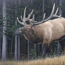 Схема вышивки «№1657075»