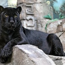 Схема вышивки «черная пантера»