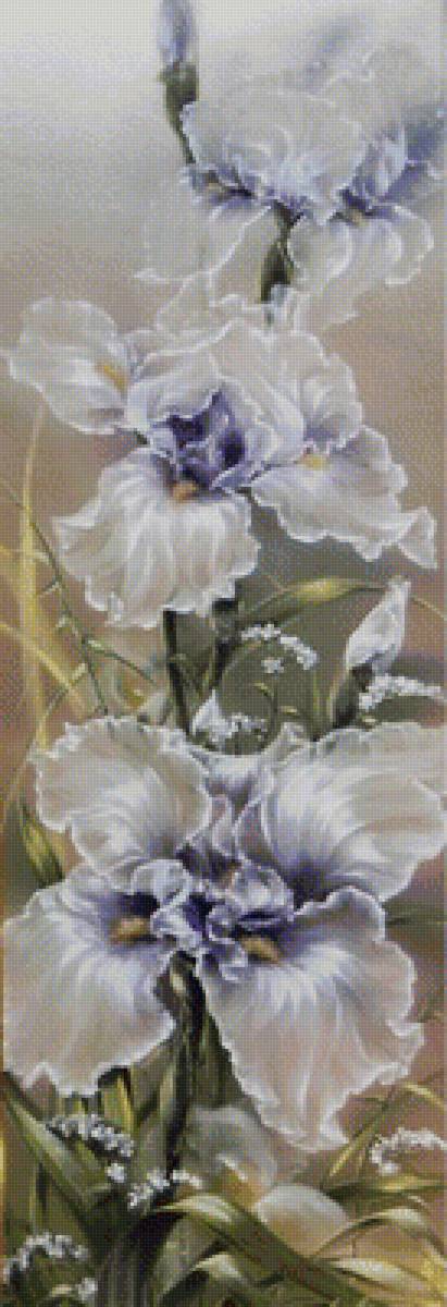 Ирисы - белые ирисы, цветы - предпросмотр