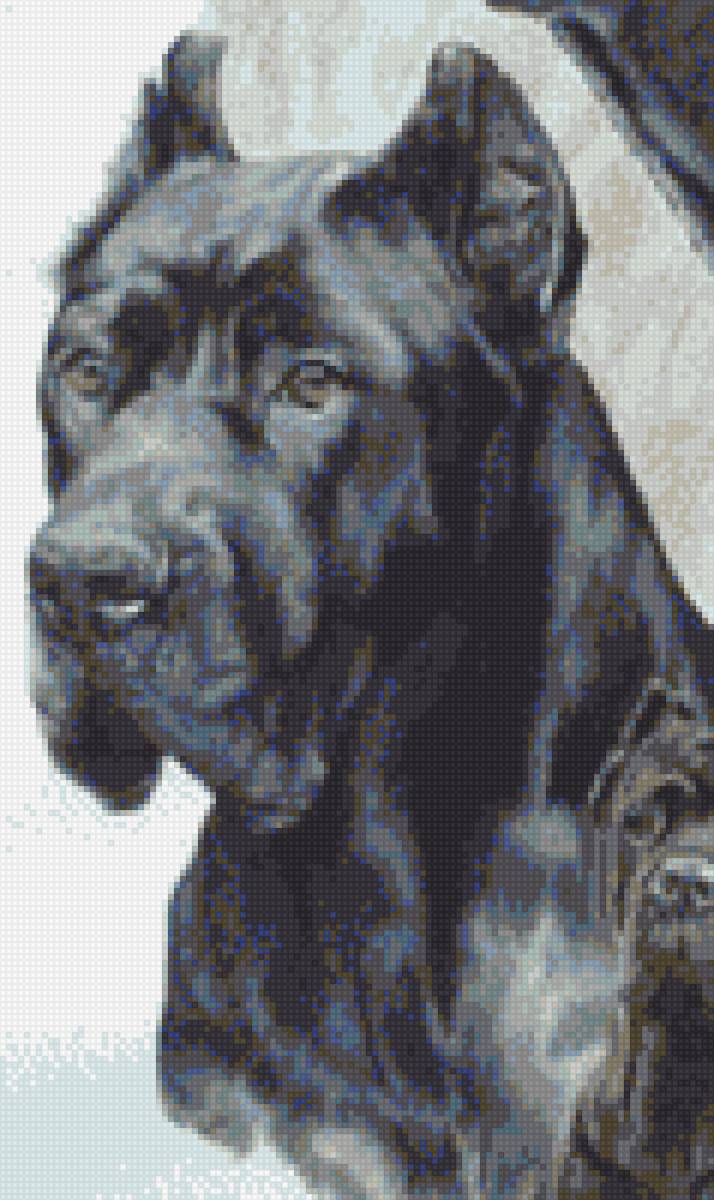 Коне-корсо - собаки, коне-корсо, друг - предпросмотр