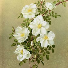 Схема вышивки «Цветы шиповника»