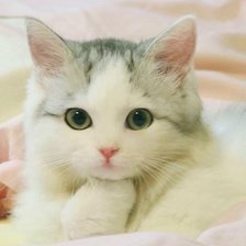 Схема вышивки «178»