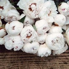 Схема вышивки «пионы»