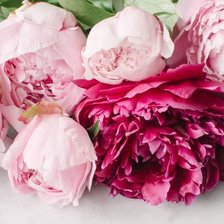 Схема вышивки «пионы»