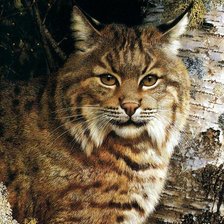 Схема вышивки «рысь»