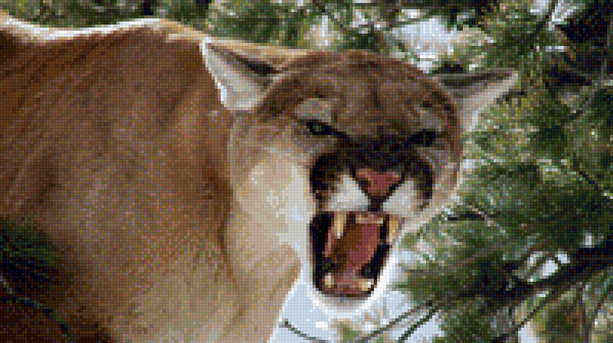 пума - животные - предпросмотр