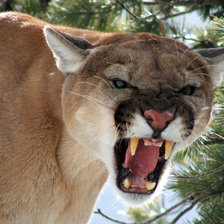 Схема вышивки «пума»