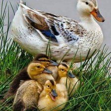 Схема вышивки «№1661664»