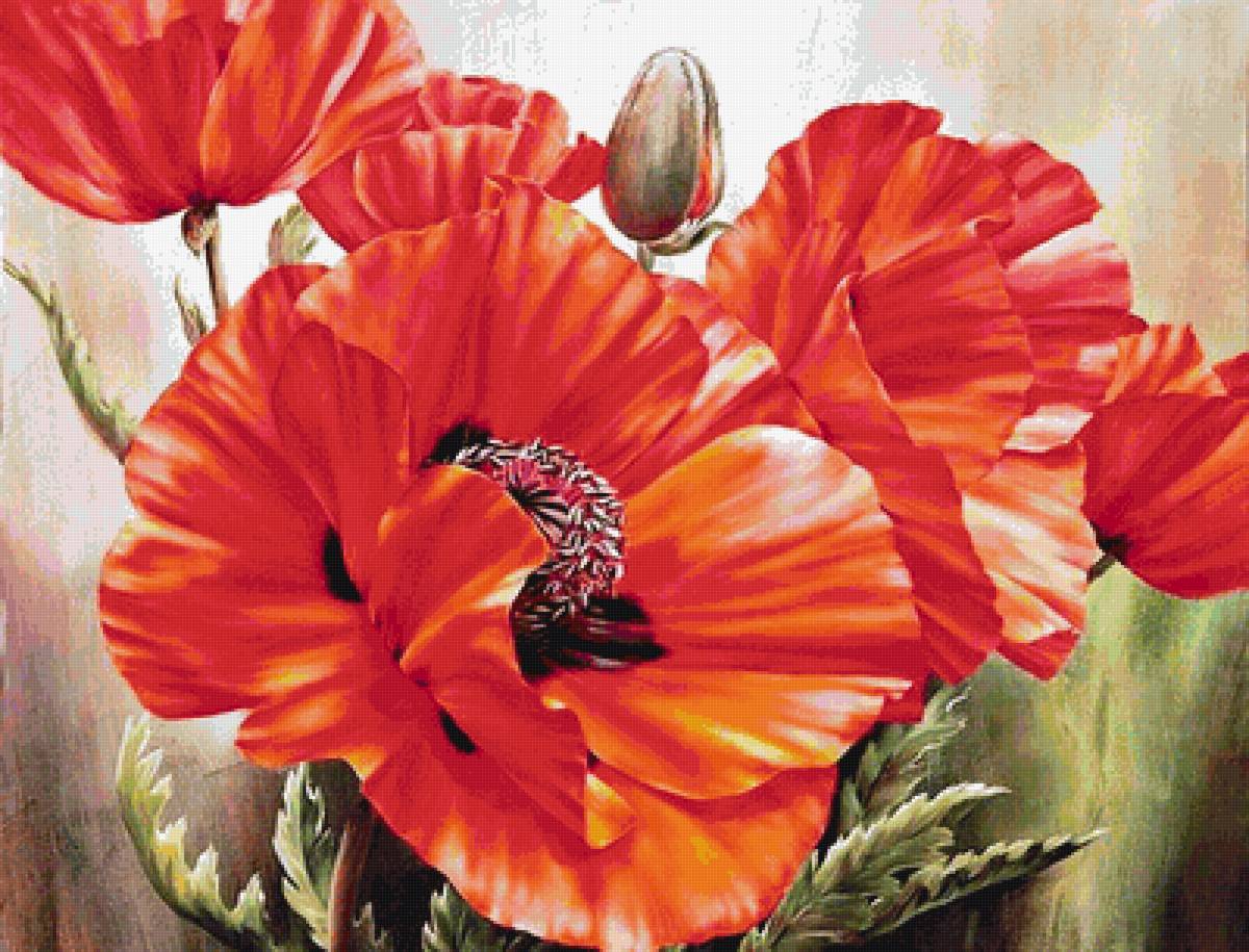 Маки - природа, цветы - предпросмотр