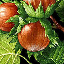 Схема вышивки «Фундук»