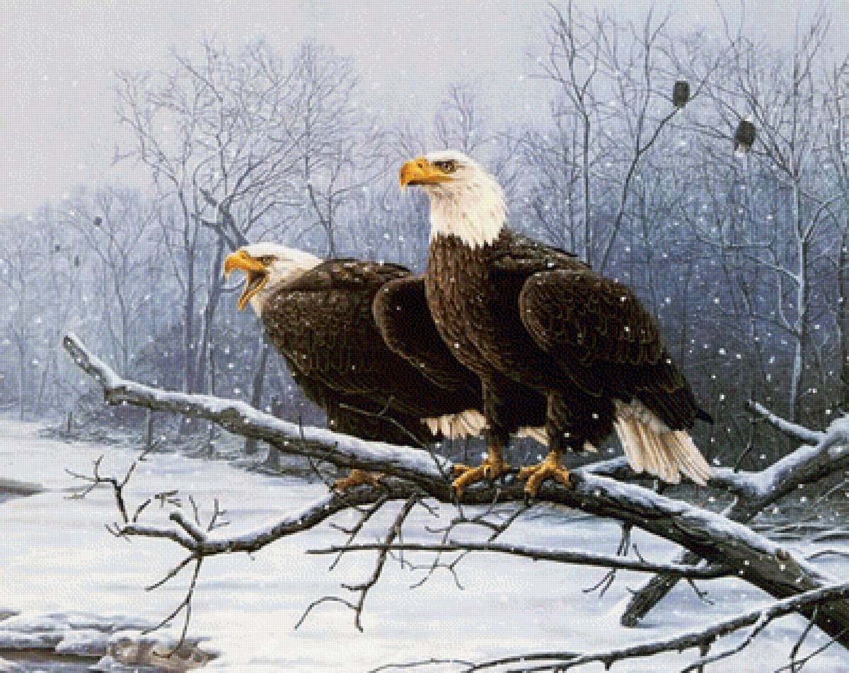 хищные птицы - пейзаж, зима, природа - предпросмотр