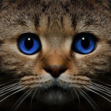 Схема вышивки «Кот»