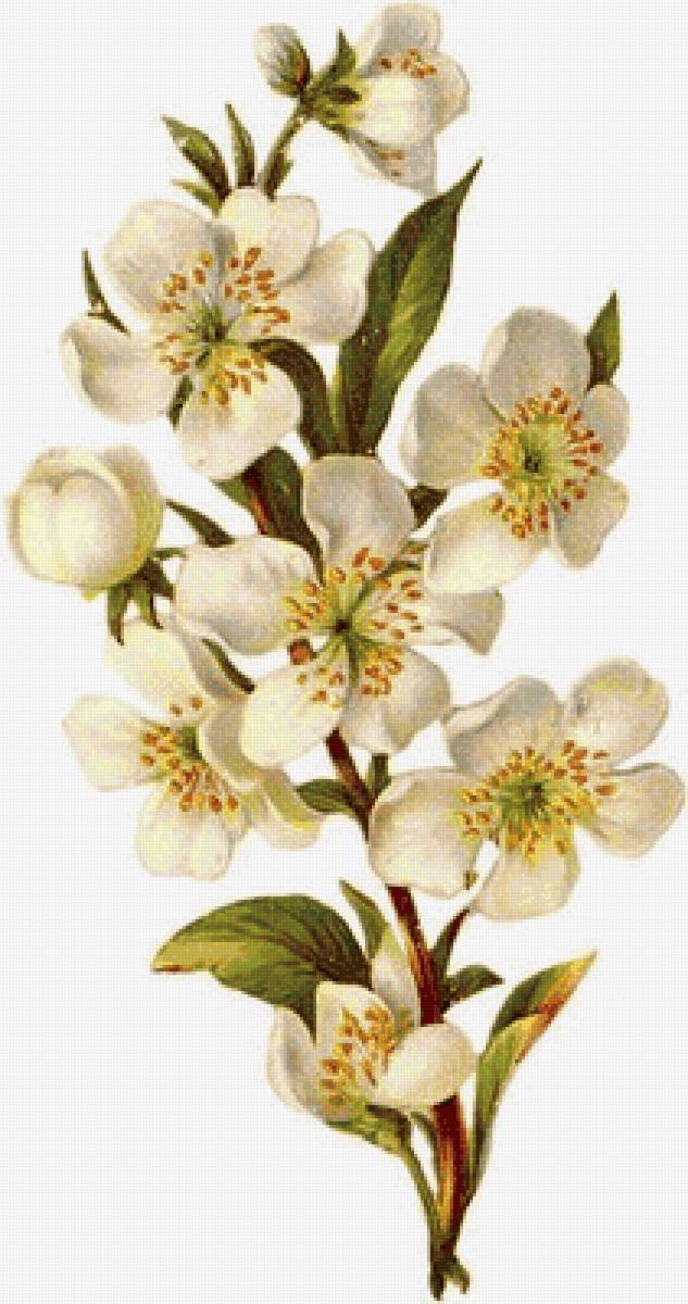 №1662825 - предпросмотр