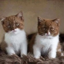 Схема вышивки «Котята»