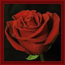 Схема вышивки «Rose»