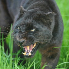 Схема вышивки «Пантера»