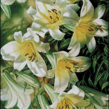 белые лилии