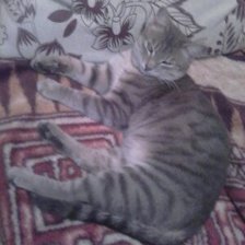 Схема вышивки «Кот Мурзик»