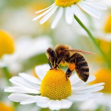 Схема вышивки «Пчела»