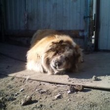 Схема вышивки «Собака»