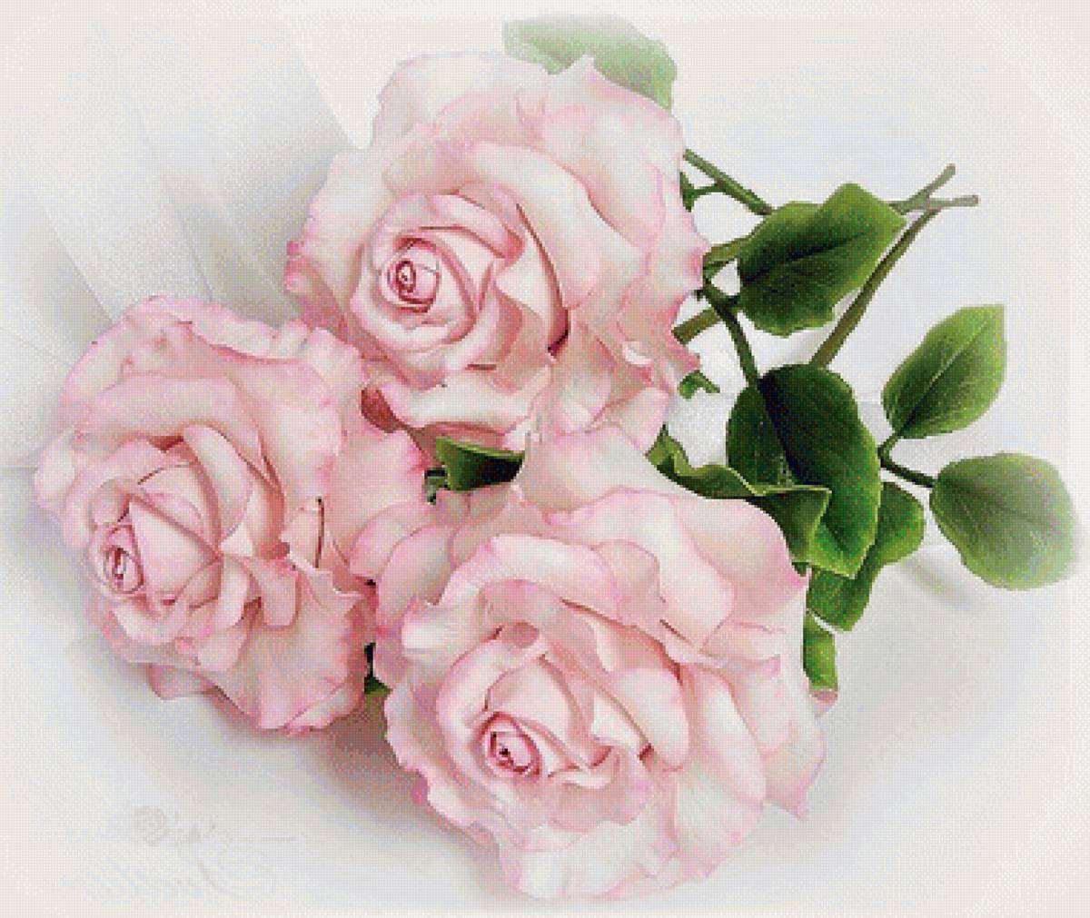 три розы - живопись, розы, цветы - предпросмотр