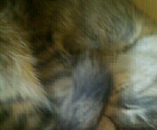 Схема вышивки «Мурзик»