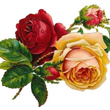 Схема вышивки «Розы»