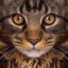 Схема вышивки «Кошка»